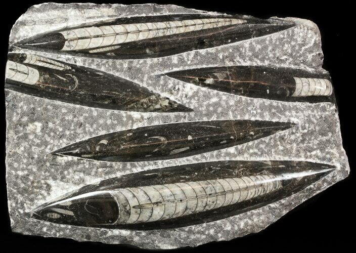 Polished Orthoceras (Cephalopod) Plate - #47990
